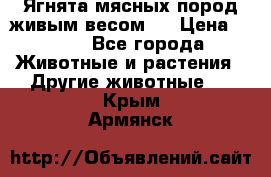 Ягнята мясных пород живым весом.  › Цена ­ 125 - Все города Животные и растения » Другие животные   . Крым,Армянск